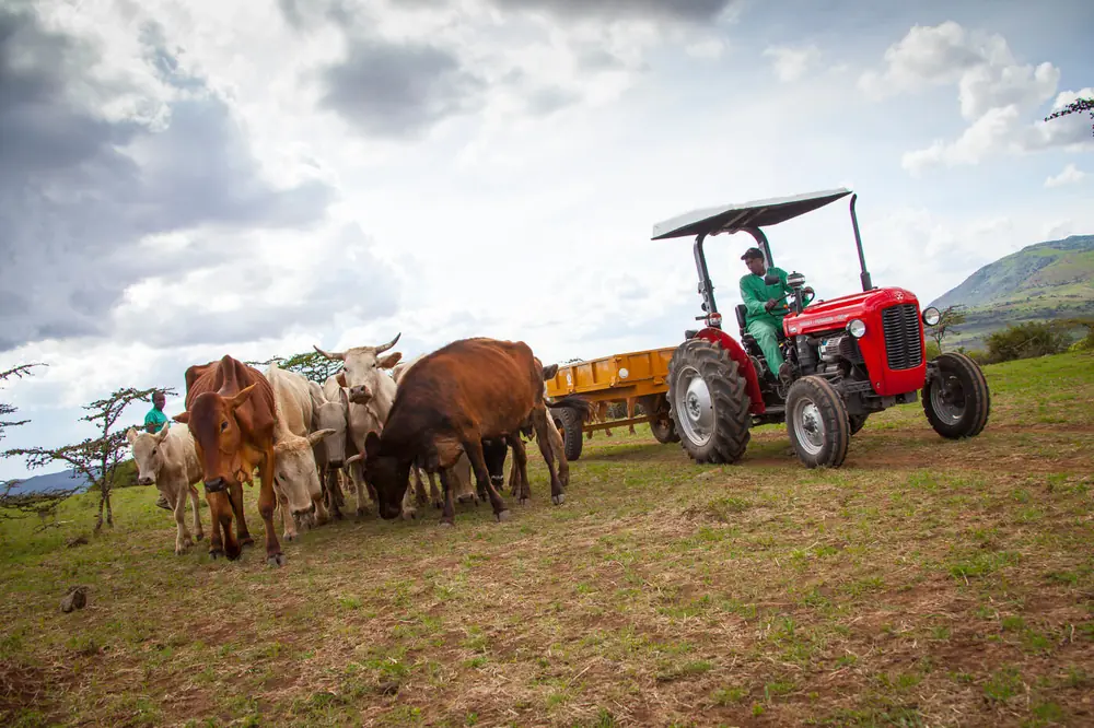 Massey Ferguson MF 35 thumbnail 5